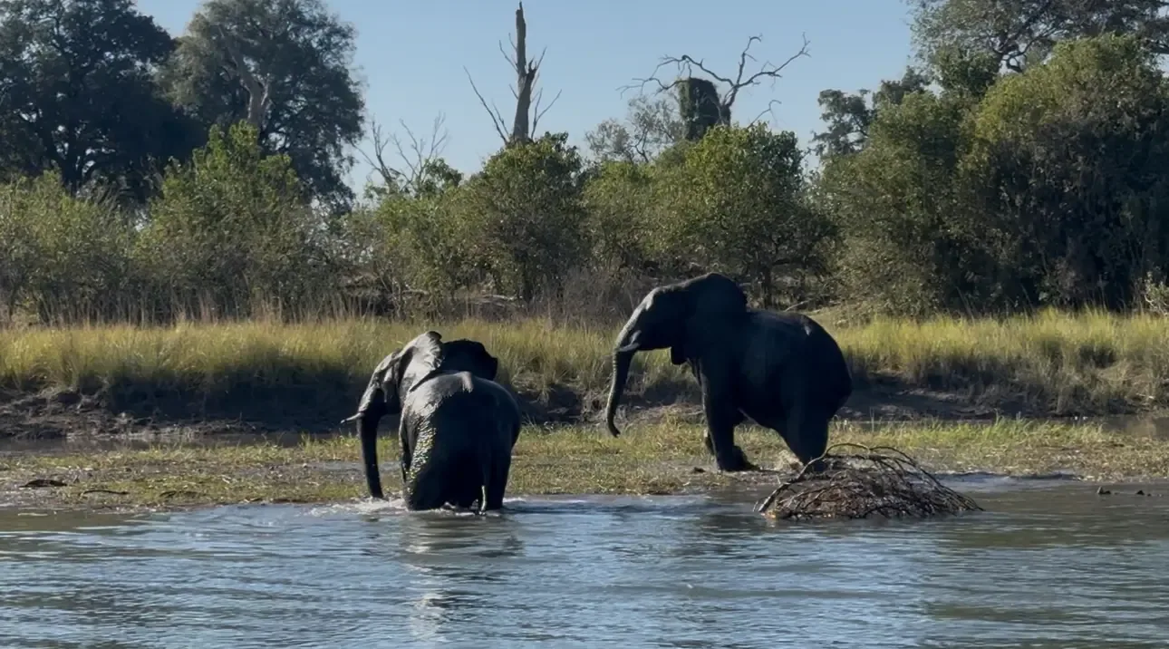 Elephants crossing the river during a boat cruise