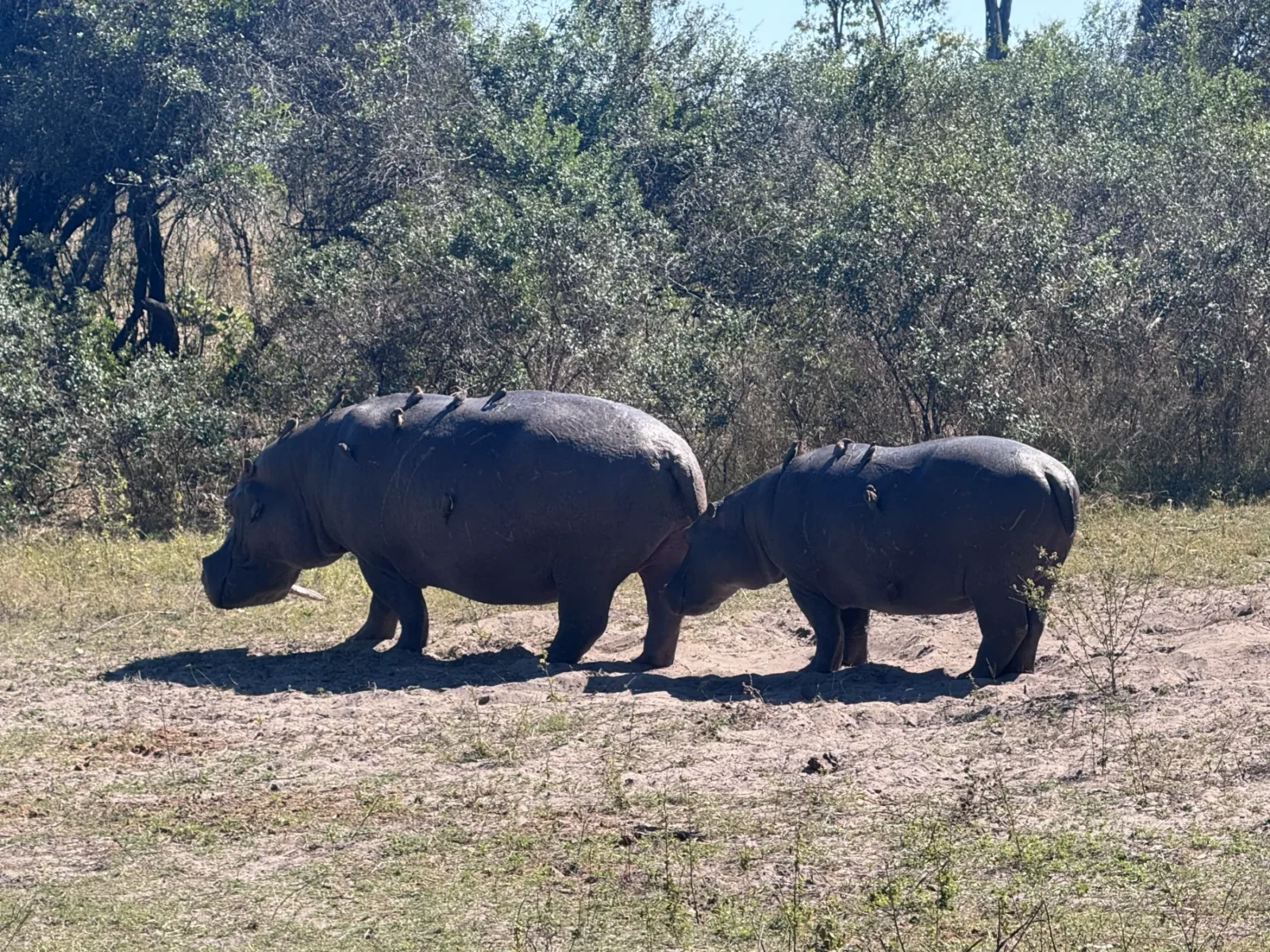 Hippos gathered in the river