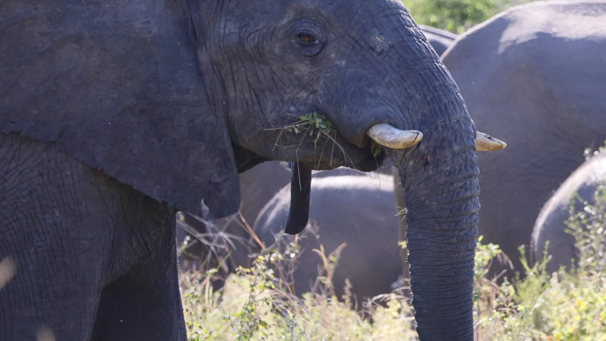 Elephant photographed during a safari experience