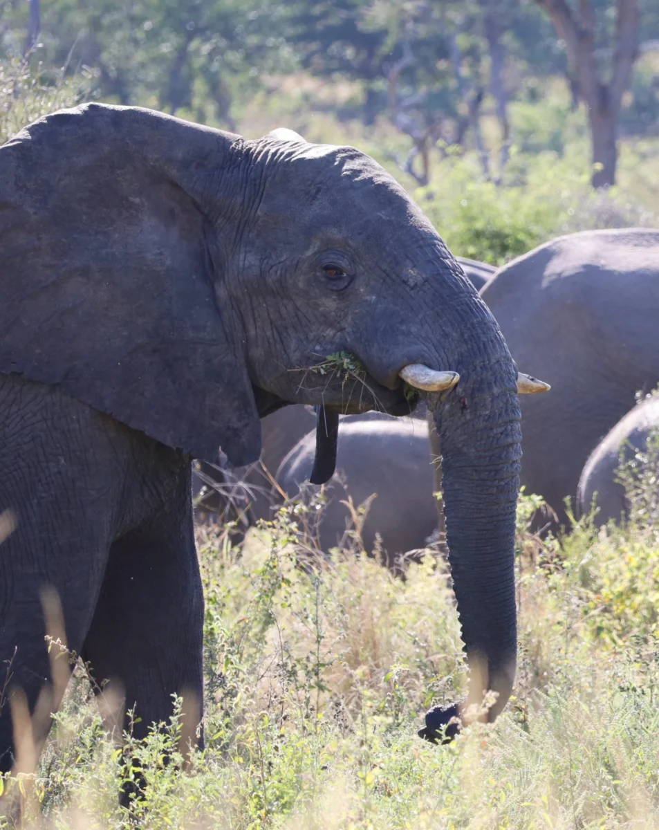 Elephant photographed during a safari experience