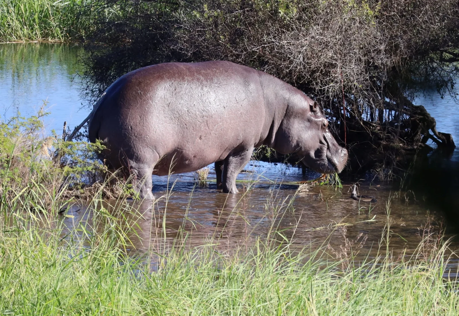 Hippo in river habitat near Nyime Safari Lodge