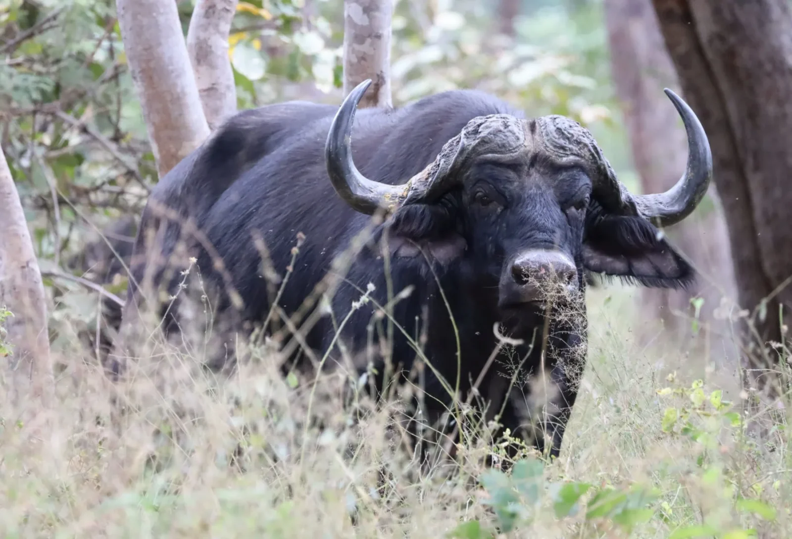 Buffalo in the bush during a guided game drive