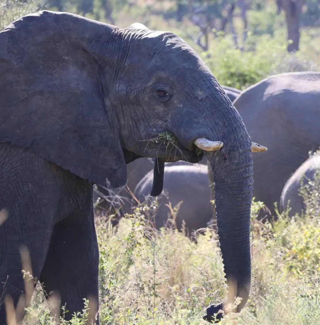 Elephants encountered during a guided game drive
