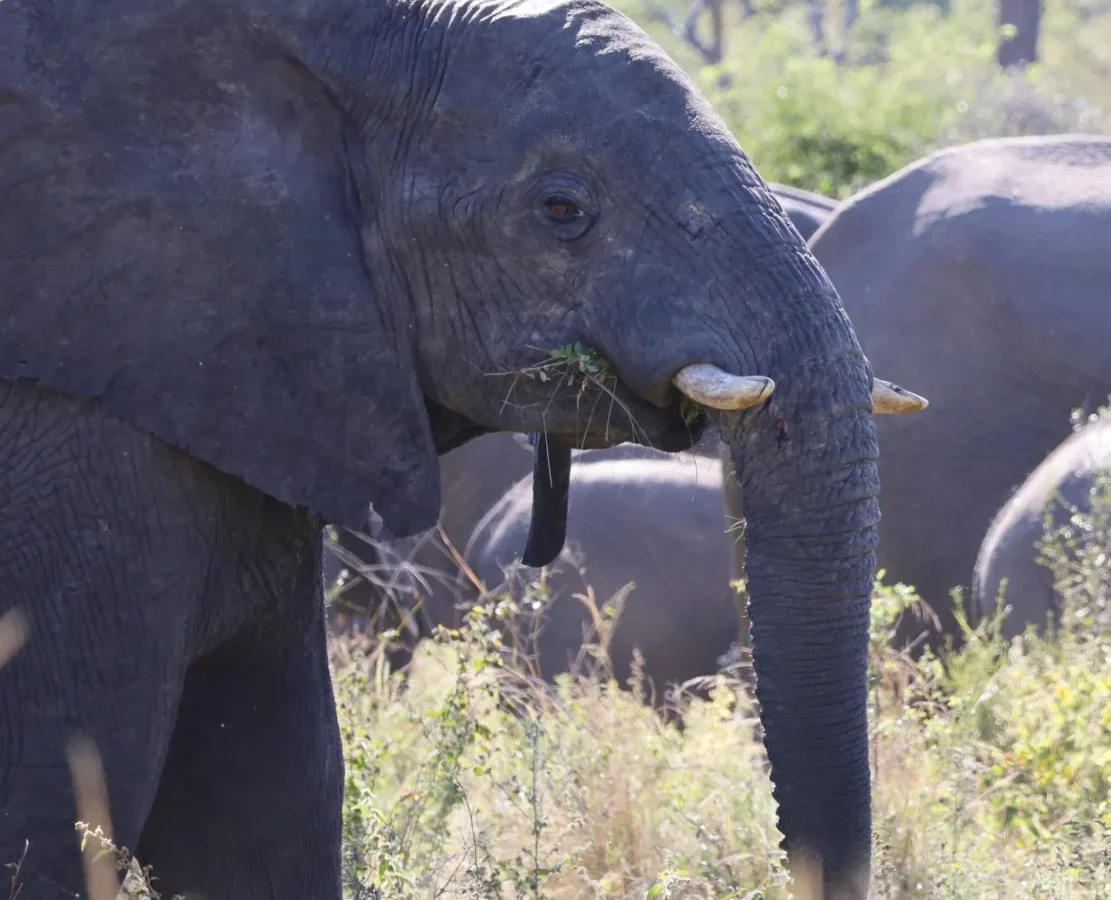 Elephants encountered during a guided game drive