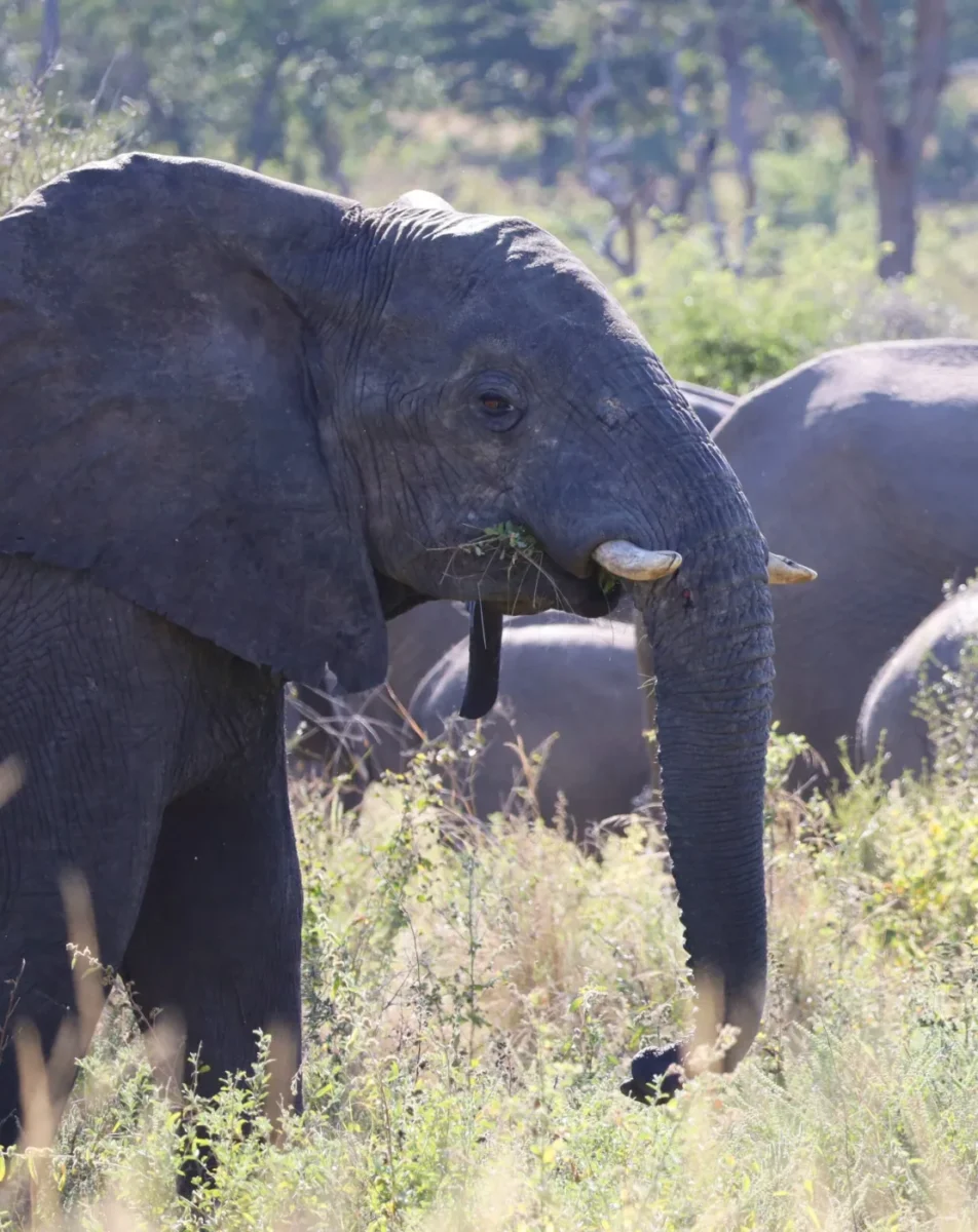 Elephants encountered during a guided game drive