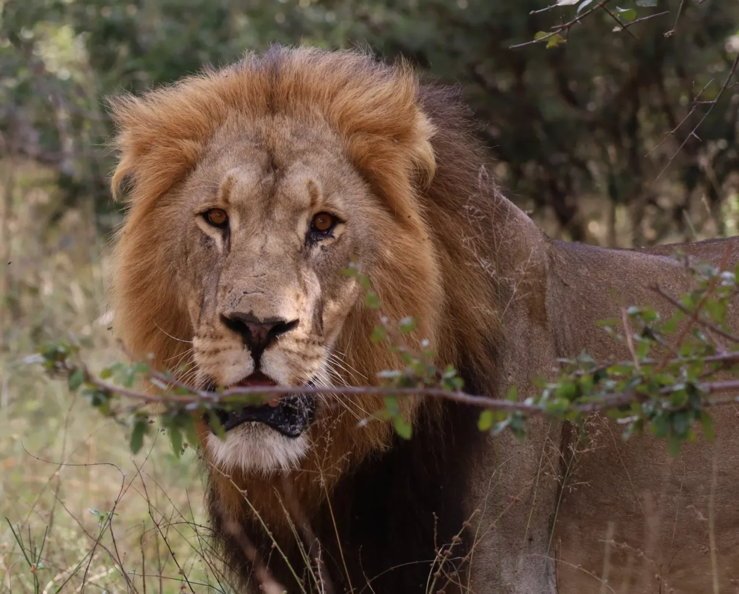 Lion seen during a game drive in Bwabwata