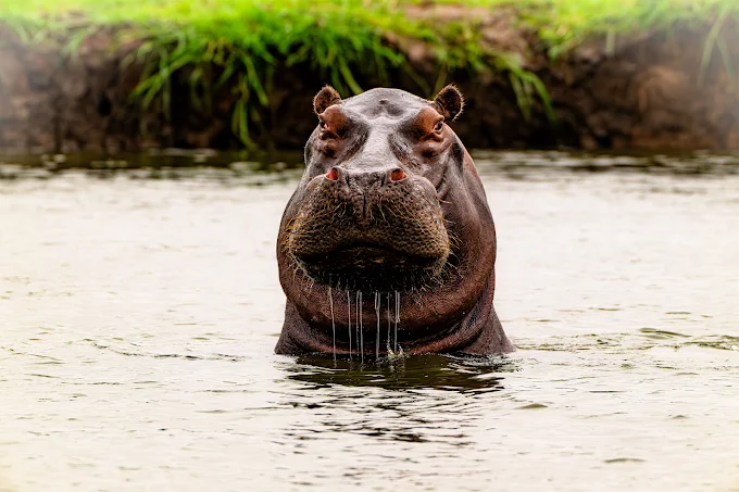Hippo in the river near Nyime Safari Lodge