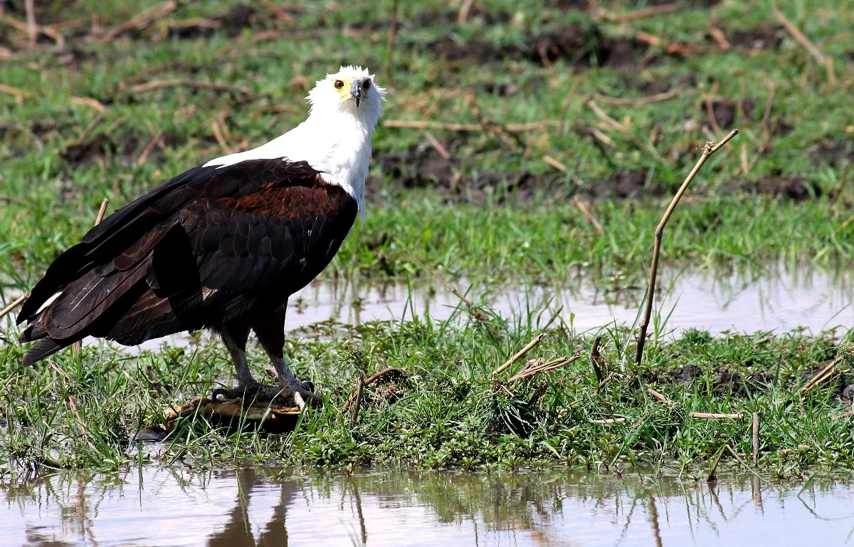 Fish eagle beside the water in Bwabwata National Park