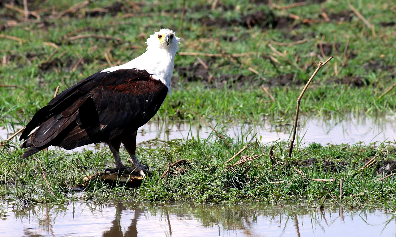 Fish eagle beside the water in Bwabwata National Park