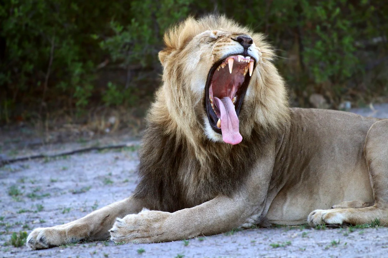 Lion in Bwabwata National Park