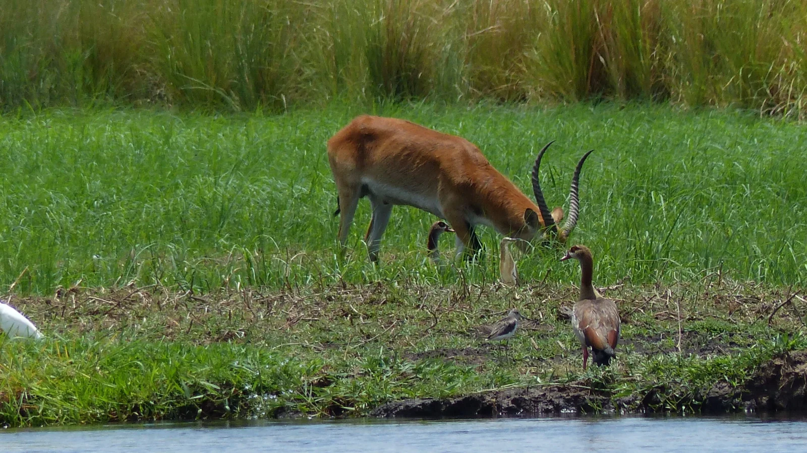 Antelope and water birds beside the river