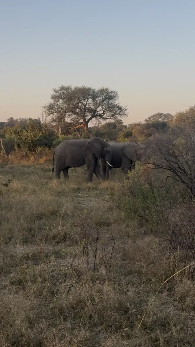 Elephants seen on the Safari Combo experience