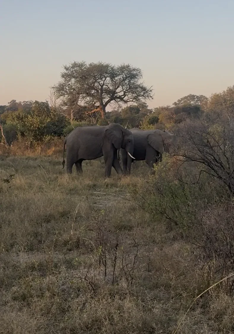 Elephants seen on the Safari Combo experience