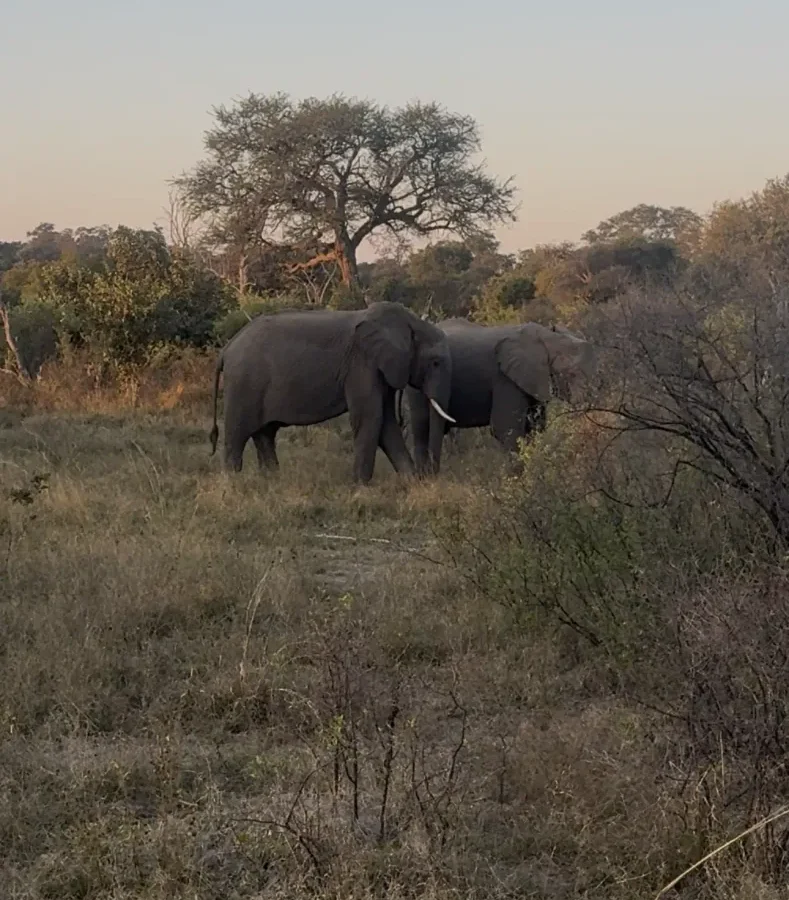 Elephants seen on the Safari Combo experience