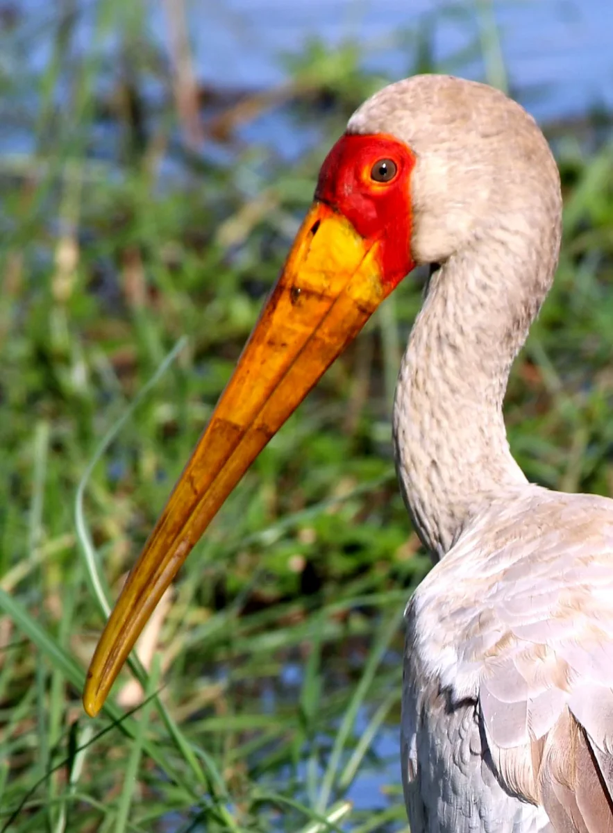 Yellow-billed stork in wetland habitat